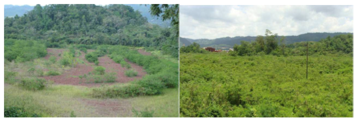 Bauxite waste management at Kirkvine Pond